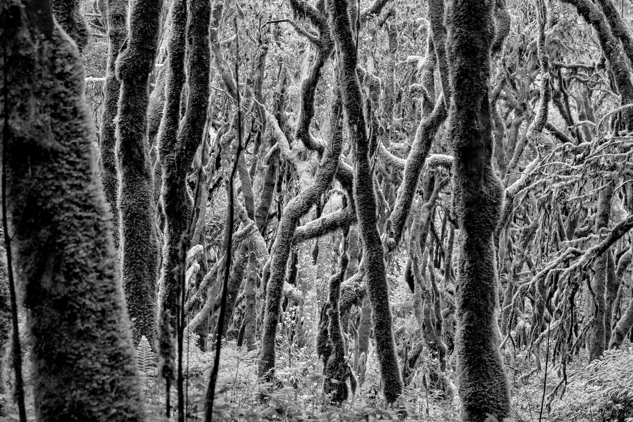Oktober 2019: Mystischer Lorbeer-Nebelwald Raso de la Bruma des Parque Nacional de Garajonay nahe der Straße GM-2 auf La Gomera